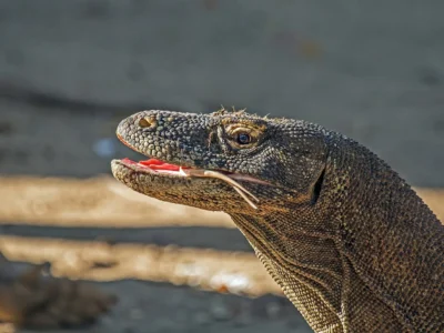 Pelayaran Wisata ke TN Komodo Dibuka Lagi, Aman Nggak?