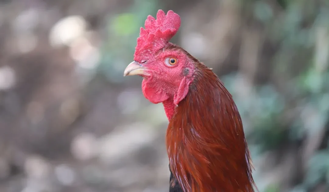 6 Mie Ayam Legendaris dan Favorit di Bogor, Enak dan Mengeny