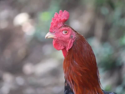 6 Mie Ayam Legendaris dan Favorit di Bogor, Enak dan Mengenyangkan