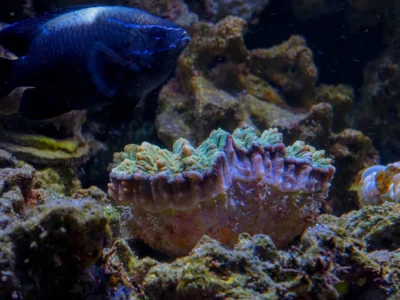 Tumis Kapah Dayak: Rasa Sungai Kalimantan di Piring