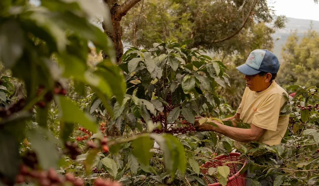 Kopi robusta Magelang: dari hulu jadi rasa spesial