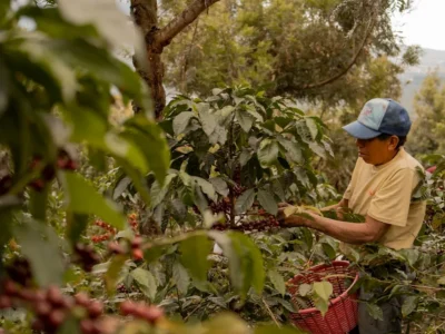 Kopi robusta Magelang: dari hulu jadi rasa spesial