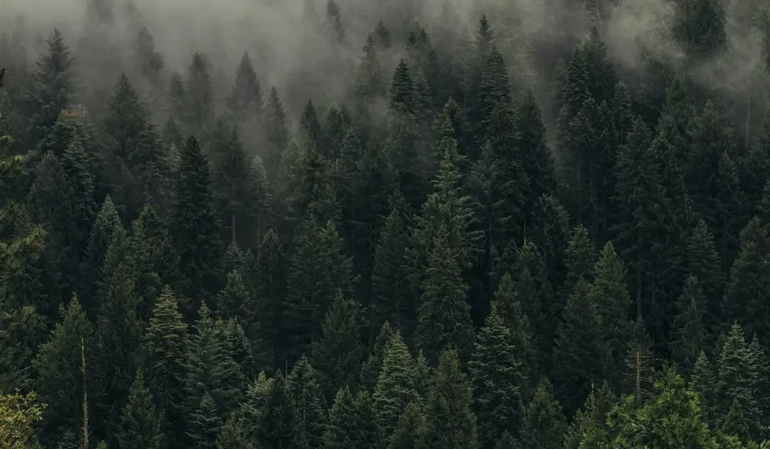 5 Wisata Hutan Pinus di Malang Raya yang Adem Parah