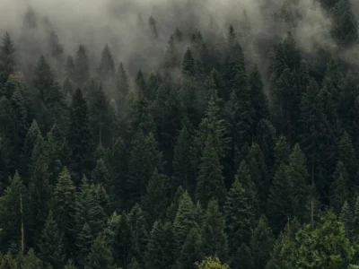 5 Wisata Hutan Pinus di Malang Raya yang Adem Parah