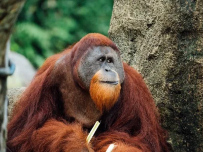 Waktu Terbaik ke Tanjung Puting Menurut Guide Lokal