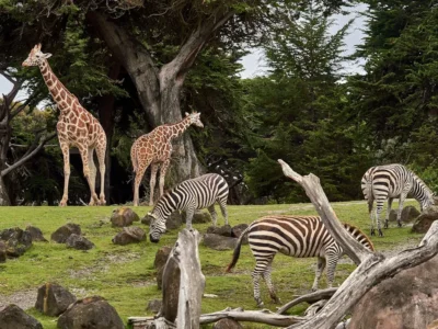 7 Kebun Binatang Terbesar di Indonesia buat Liburan Seru